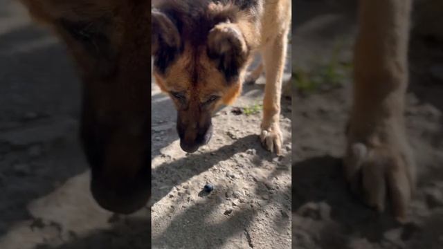 Наш Граф кушает все что можно кушать. Груши самый любимый деликатес,помидоры и все что в огороде? смотреть онлайн