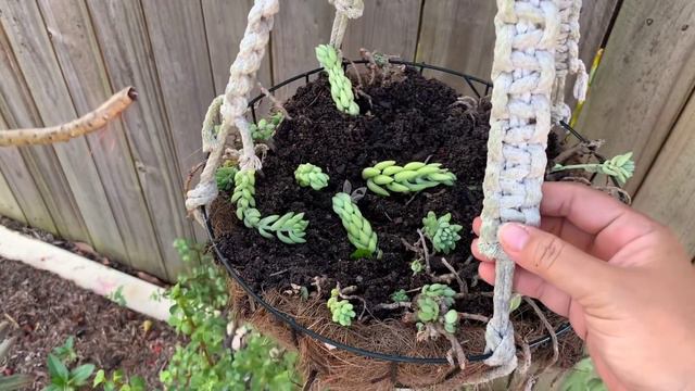 Magtanim tayo ng Donkey’s tail atbp. смотреть онлайн