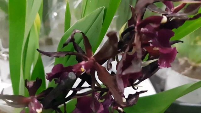 Гринвилль: ледебурии, бегонии, орхидея лудизия, масдеваллия, платицериум, филодендрон, афеляндра... смотреть онлайн