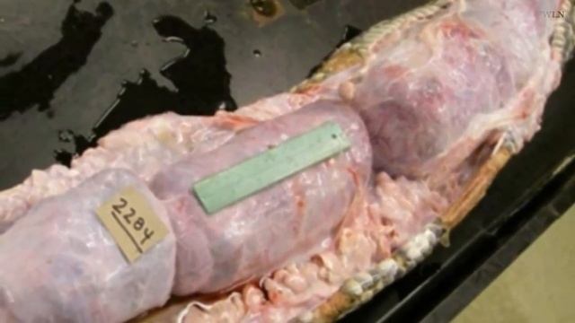 Burmese Python is Caught After Eaten 3 Deer in Florida Everglades смотреть онлайн