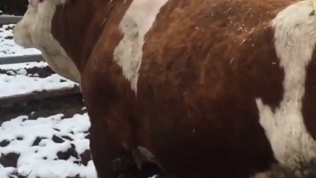Бык 1700 кг. Симменалы Быки после откорма. КРС из России. смотреть онлайн