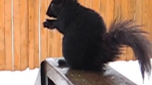 a wet squirrel смотреть онлайн