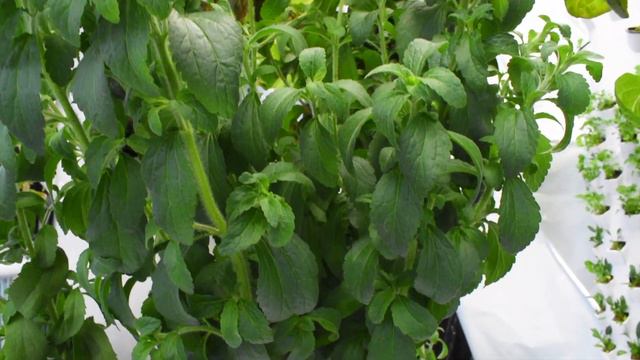 I Grew Stevia Indoors Using Aeroponic Towers смотреть онлайн