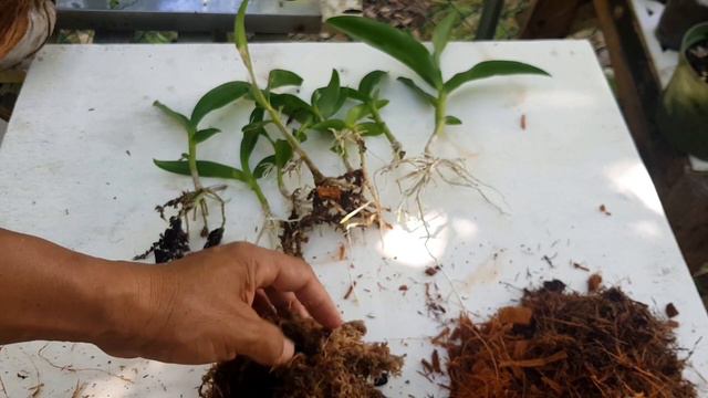 How to Transplant and Remove Dendrobium orchid keikis/Paano mag transplant ng dendrobium kekis смотреть онлайн