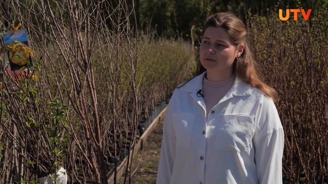 Как выращивают саженцы плодовых деревьев в питомнике? смотреть онлайн