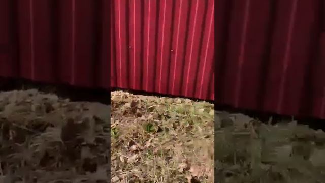 дачный сезон начался!/Глеб,Соня, Алиса и Ксюша на даче! смотреть онлайн