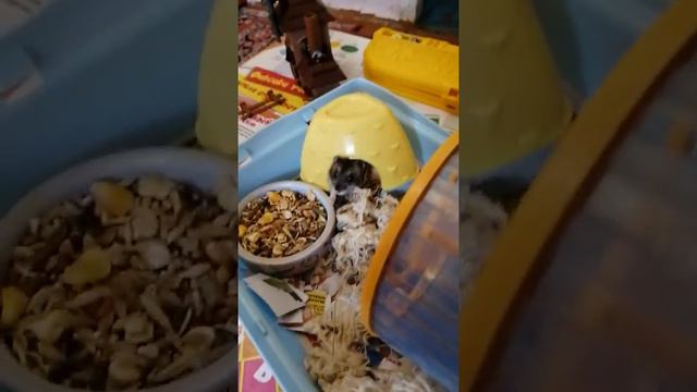 Как крошик появился на свет. смотреть онлайн