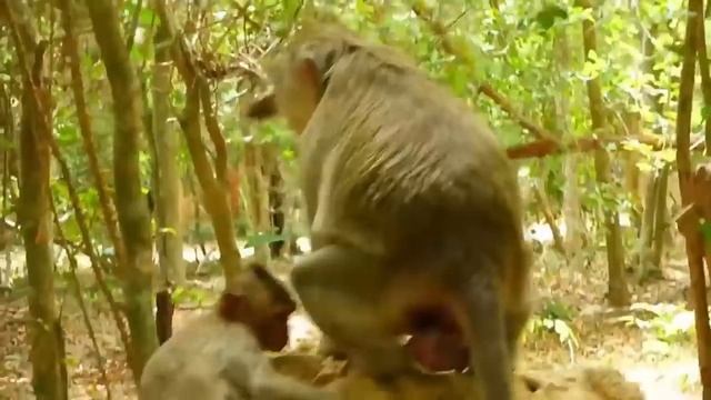 Mother Monkey giving birth when climb on tree смотреть онлайн