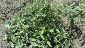 Томаты Монгол   карлик и другие