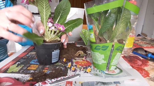 Как сохранить примулу подарочную на подоконике до высадки в грунт смотреть онлайн