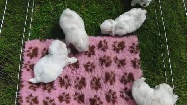 Щенки мальтезе (мальтийской болонки), рожд.20.05 и 24.05.14 смотреть онлайн