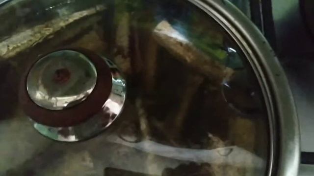 Дикая Природа в Городе