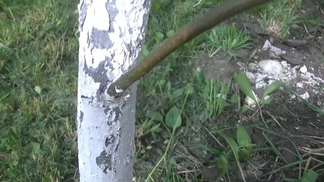 Борьба с тлей на плодовых деревьях. Ловчие пояса от муравьев. Лукояновское садоводство. смотреть онлайн