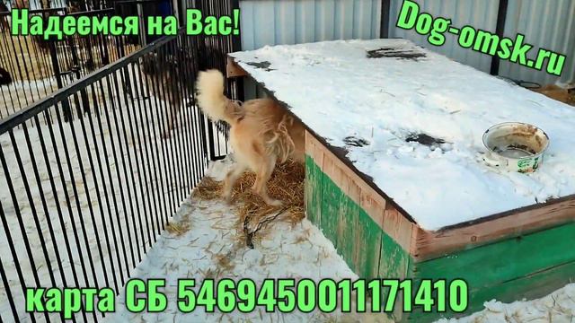 Зимой без соломы невозможно!!! смотреть онлайн