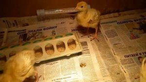 индюшата от 0 до 7 дней