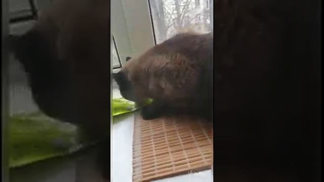 Кошка на самоизоляции. смотреть онлайн