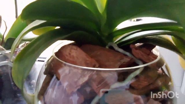 Восхитительные ошмётки моей унылой коллекции. смотреть онлайн