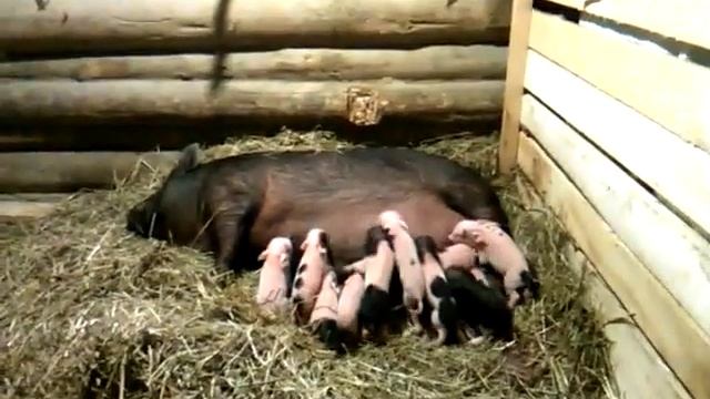 Черная вислобрюхая свинка с белыми поросятами. смотреть онлайн
