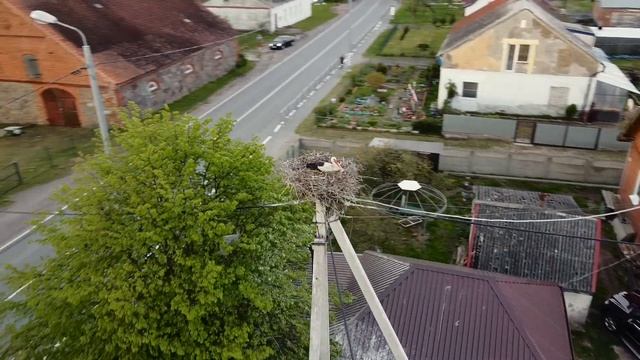 Аисты в Калининграде смотреть онлайн