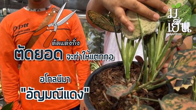 ไม้งามเมืองกาญ ตอนที่ 1อโกลนีมาใบงาม จากสวนน้องนุ่นและพี่เต้ย ร้านต้นไม้อารมณ์ดีจากเมืองกาญบุรี смотреть онлайн