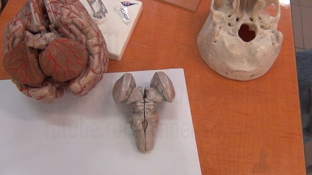 Рельеф продолговатого мозга на муляжах. Лекция для студентов