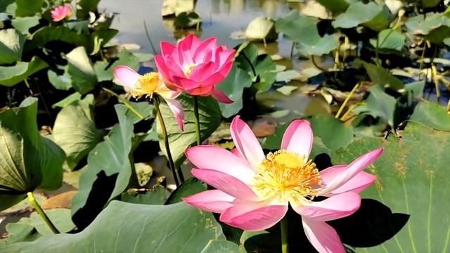 ДОЛИНА ЛОТОСОВ: где цветут лотосы на Юге? Тамань/Темрюкский район/Анапа смотреть онлайн