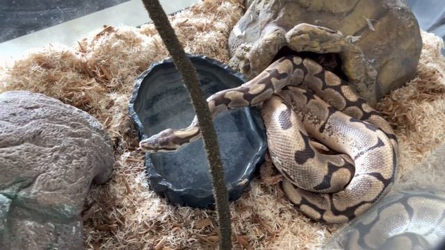 Meet Mr.Snake - Kitchener a Python currently available for adoption! 5/9/2022 12:08:58 PM смотреть онлайн