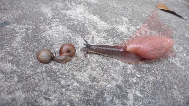 Улитки ахатины смотреть онлайн