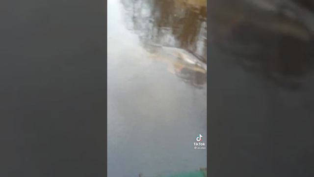 Поймал щуку на 19 кг в реке Западная Двина. Шок. Щука на 19 кг смотреть онлайн