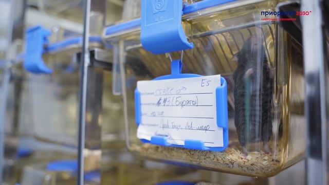 Лаборатория молекулярной вирусологии смотреть онлайн