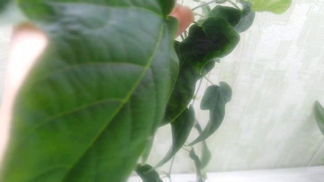 Passiflora nephrodes для Елены. смотреть онлайн