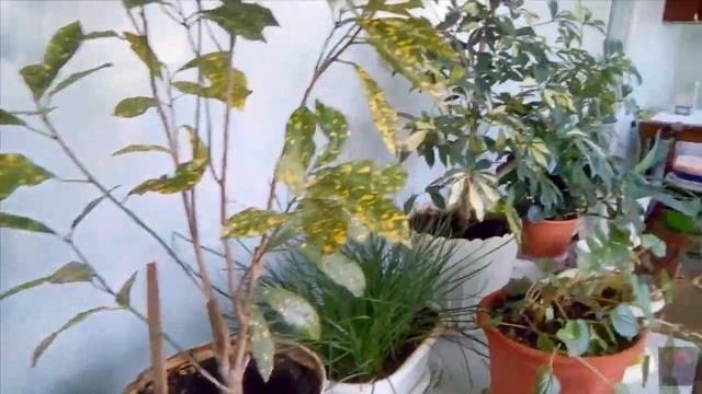 ЗИМНИЙ САД НА ЛОДЖИИ, ВЫСАДИЛИ АМАРИЛЛИС смотреть онлайн