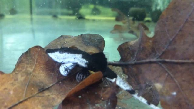 LORICARIA CHAMALEON смотреть онлайн