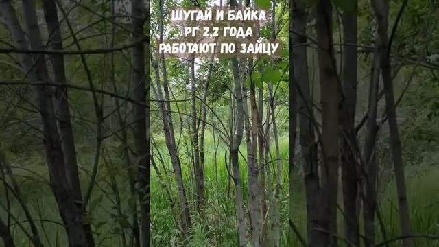 Шугай и Байка, первая нагонка и работа по зайцу в 2023 году. смотреть онлайн