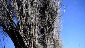 Черенок Пирамидального Тополя без Пуха Заготовка сырья для черенков