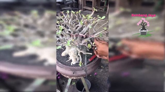 CARA TRACKING PAKAI TALI RAPIAH | JUAL ADENIUM RCN смотреть онлайн