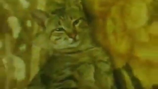 Котэ смотреть онлайн