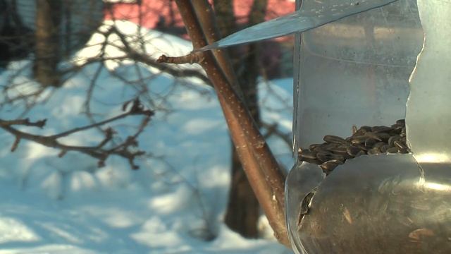 Синицы и снегири на кормушке.