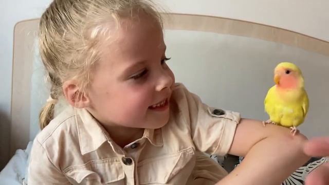 Неразлучник выкормыш "Птичка" смотреть онлайн