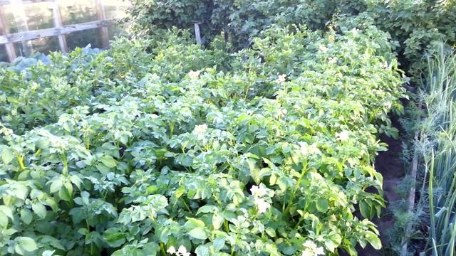 Картофель и огород смотреть онлайн