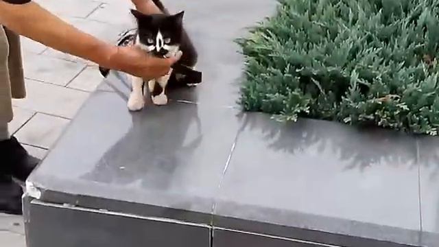 Ничего удивительного,  просто по Владивостоке выгуливают кошку 🐱