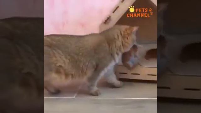 Животные ухаживают за своими детьми смотреть онлайн