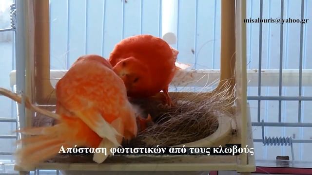 Ο φωτισμός στο εκτροφείο πτηνών - Breeding room lighting смотреть онлайн