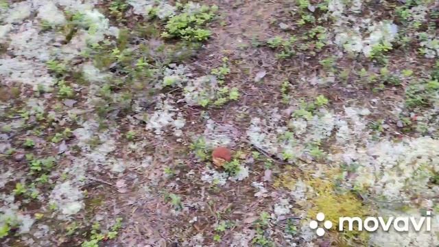 Сбор Гриба в Мурманской области, КовдОзеро, 07.08.2022!!!... смотреть онлайн
