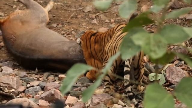 Noor - Queen of Ranthambore смотреть онлайн
