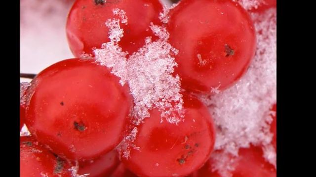 Kalinka / Калинка