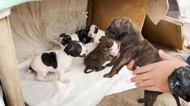Khalid Kashmiri but Dog Version !!! смотреть онлайн