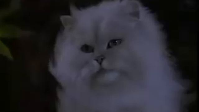Stuart Little - Funny Hindi dubbing (part 2/2) смотреть онлайн