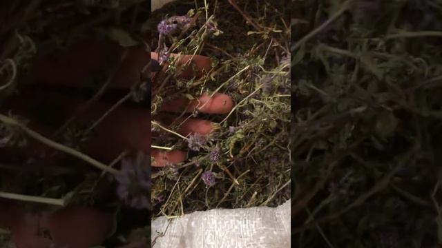 Мята болотная для кроликов от Зеленой столовой смотреть онлайн