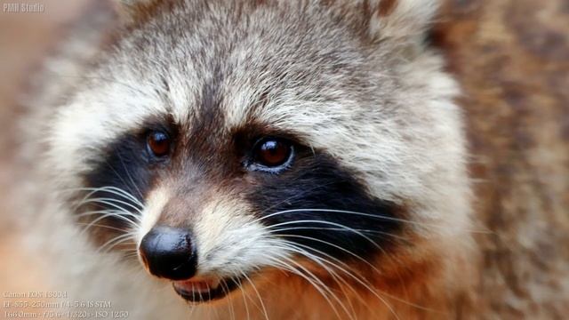 Canon EOS 1300D Sample Images | Is Canon 1300d good for photography ?